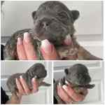 Bouledogue français à vendre