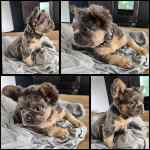 Bouledogue français à vendre