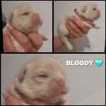 Bouledogue français à vendre - Bloody