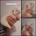 Bouledogue français à vendre - Daiquiri