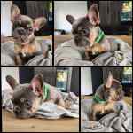 Bouledogue français à vendre