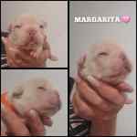 Bouledogue français à vendre - Margarita