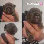 Bouledogue français à vendre - Mimosa