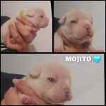 Bouledogue français à vendre - Mojito