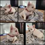 Bouledogue français à vendre