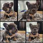 Bouledogue français à vendre