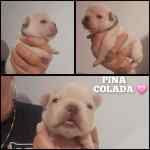 Bouledogue français à vendre - Pina Colada