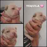 Bouledogue français à vendre - Tequila