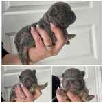 Bouledogue français à vendre