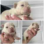 Bouledogue français à vendre