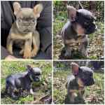 Bouledogue français à vendre