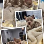 Donald bouledogue français à vendre