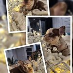 OHTANI bouledogue français à vendre