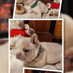 GRINCH bouledogue français à vendre