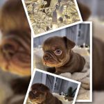 Hilary bouledogue français à vendre