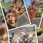 Hulk - Bouledogue français à vendre