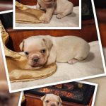 JERRY bouledogue français à vendre