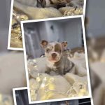 KAMALA bouledogue français à vendre