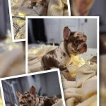 MELANIA bouledogue français à vendre