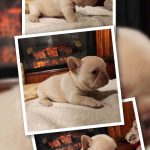 MULAN bouledogue français à vendre