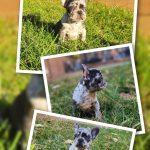 Octopus - Bouledogue français à vendre