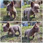 Bouledogue français à vendre