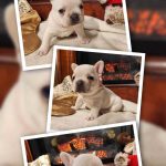 POCAHONTAS bouledogue français à vendre