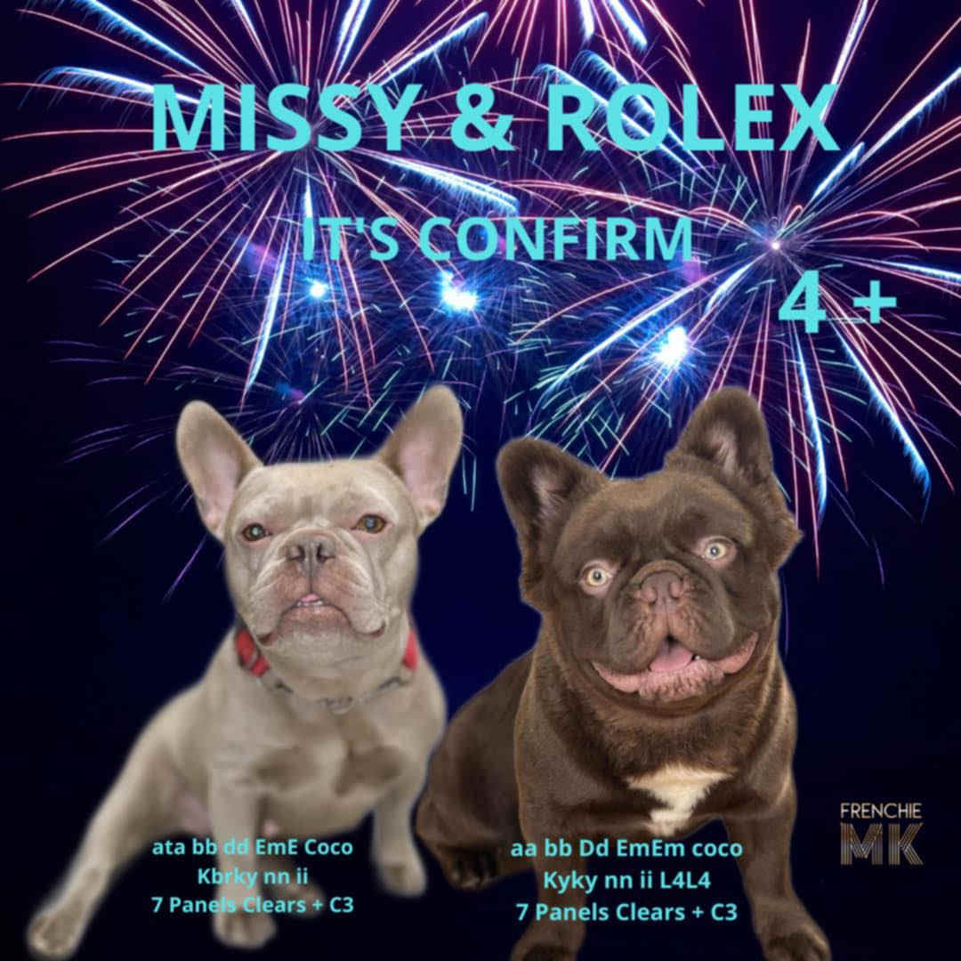 portée à venir - Missy & Rolex