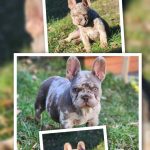 Spidey bouledogue français à vendre
