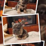 TOM bouledogue français à vendre